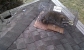 Raccoon , Squirrel Removal Vincentown and Cherry Hill nj