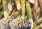 molecular sieve for ethanol drying & dehydration