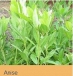 New Life Nursery and Garden