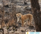 Corbett Expert Provides You Best Experience Of Jim Corbett National Park At Best Prices.