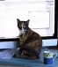 Online Email Reading Job