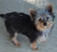adorable yorkshire terrier