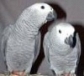 Beautiful African Grey parrots for adoption.