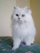 british shorthaire kittens for adoption