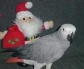 african grey parrot for adoption [Save Ad to View Later] 
