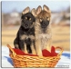German Shepherd puppies for adoption