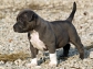Pit bull puppies for adoption