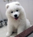 Cute Samoyed puppies for adoption