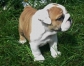 MALE AND FEMALE ENGLISH BULLDOG PUPPIES FOR XMAS