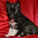 siberian husky puppies