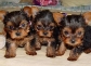ADORABLE TEACUP YORKIE FOR ADOPTION