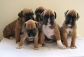Gorgeous healthy KC registered Brindle & white boxer pups