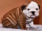 Bull Mastiff Puppies