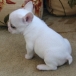 My Lovely Frenchies for adoption