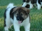 Akita pupy