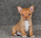 Chihuahua Puppies 