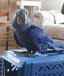 Talking Hyacinth Macaw Parrots for Adoption