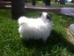 beautiful T-cup Pomeranian puppies 