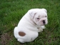 Male English Bulldog Puppy