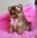 pomeranian puppies for adoption