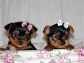 ketisteacup yorkies puppies for a new home