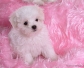 We have 3 amazing Maltese puppies available