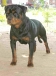 Adult Rottweiler Male 