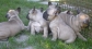 Fawn Puppies