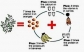 Miracle Tree  for your health