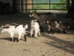  Pygmy (female) Kid goat for sale